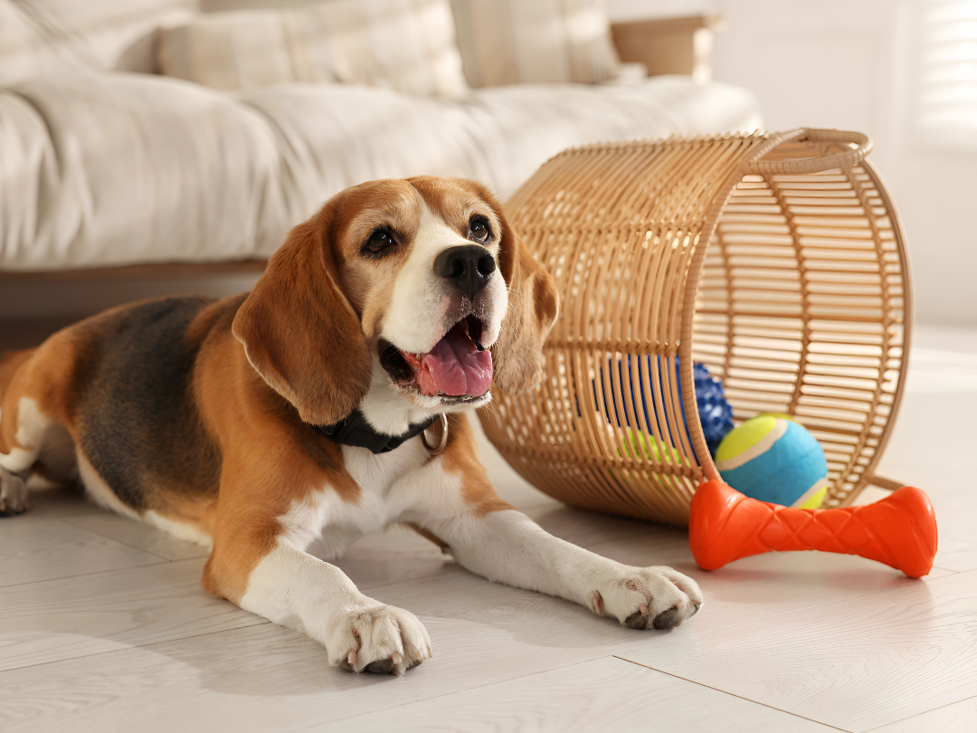 Choosing the Perfect Toy for Your Pet